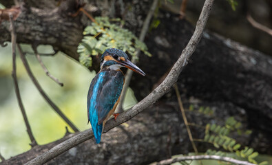 Common Kingfisher on the branch tree.