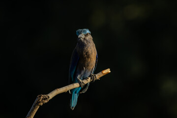 Indian Roller on the branch tree (Animal Portrait)