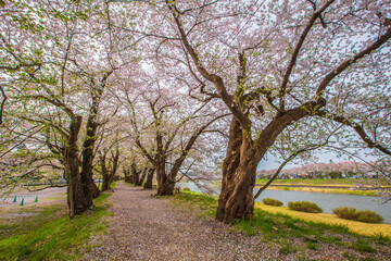 Fototapeta na wymiar 秋田県　角館の桜並木 