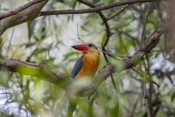 Fototapeta premium Stork-billed Kingfisher on the branch tree.