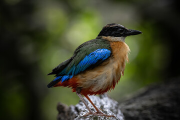 Blue-winged Pitta (Pitta moluccensis) Animal portrait.