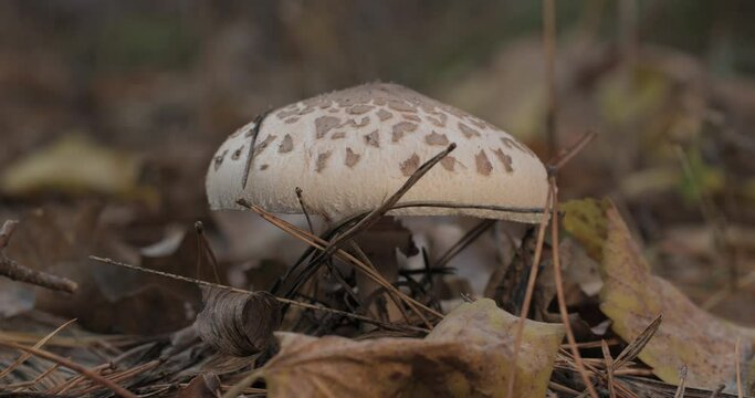 Macrolepiota procera mushroom in the forest