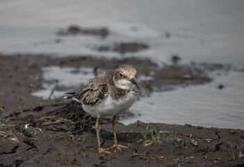 Little Ringed Plover on the Ground ( Animal Portrait )