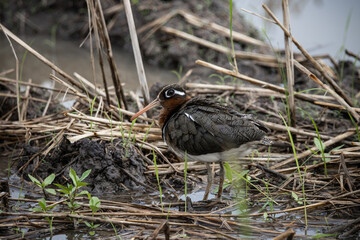 greater painted-snipe on the ground ( Animal Portrait )