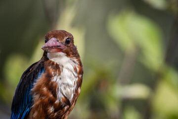 White-throated Kingfisher close up shot (Animal Portrait)