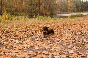 Pedigree Long-haired dachshund of brown color runs on golden oak leaves. Walking with pet.Orange golden autumn autumn concept