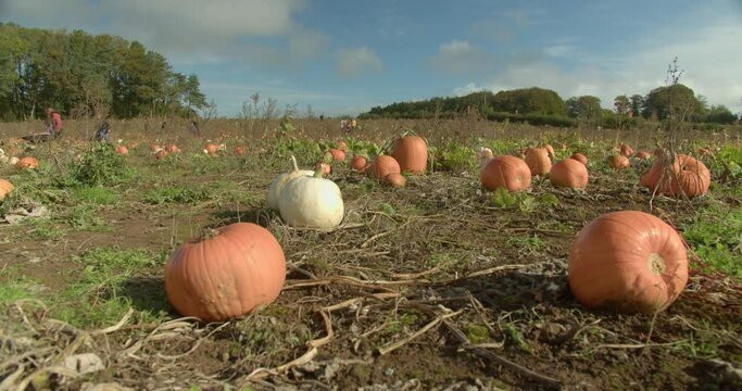 Pumpkin Harvest Time | Pumpkins Farm Static Shot version 1 | 4K, 12 bit video sources: bmd raw