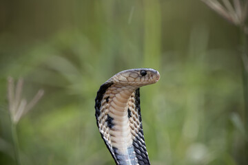  Monocled Cobra on the ground Animal portriat.