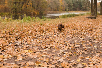 Pedigree Long-haired dachshund of brown color runs on golden oak leaves. Walking with pet.Orange golden autumn autumn concept