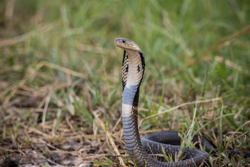 Fototapeta premium Monocled Cobra on the ground Animal portriat.
