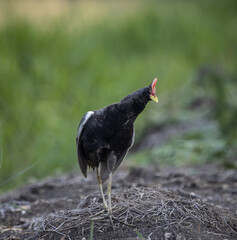 Watercock on the ground ( Animal Portrait )