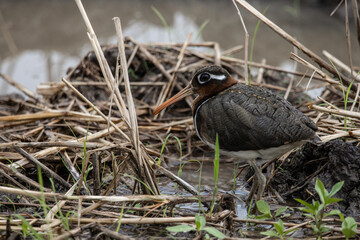 greater painted-snipe on the ground ( Animal Portrait )