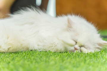 white furry cat sleeping on the grass