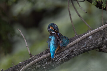 Common Kingfisher on the branch tree.