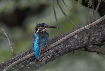 Common Kingfisher on the branch tree.