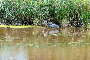 Juvenile Great Blue Heron Catching A Fish On The River