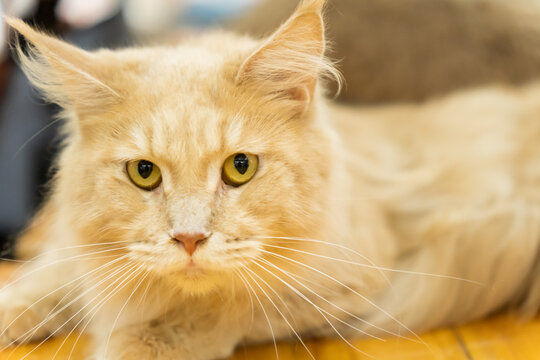 Close-up photo of orange Maine Coon cat on blurred background
