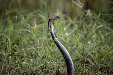  Monocled Cobra on the ground Animal portriat.