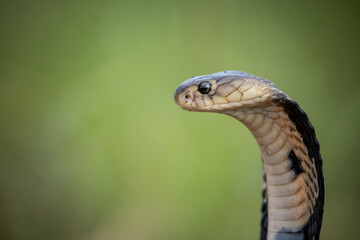  Monocled Cobra on the ground Animal portriat.