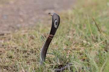  Monocled Cobra on the ground Animal portriat.