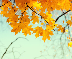 Fototapeta na wymiar Autumn leaves on the sky