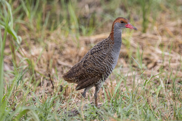 Slaty-breasted Rail on the ground close up shot.