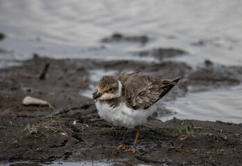 Little Ringed Plover on the Ground ( Animal Portrait )