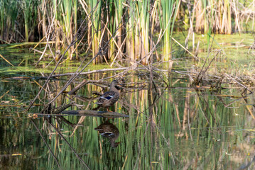 A Mallard Hen On A Dead Branch In The River