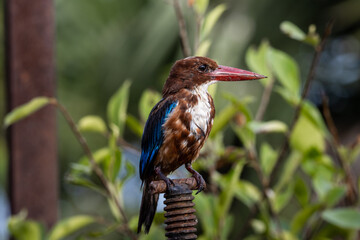 White-throated Kingfisher close up shot (Animal Portrait)