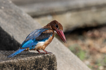 White-throated Kingfisher close up shot (Animal Portrait)