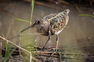 greater painted-snipe on the ground ( Animal Portrait )