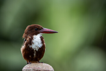White-throated Kingfisher (Animal Portrait)