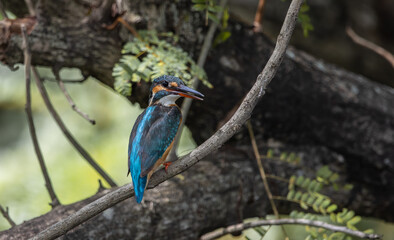 Common Kingfisher on the branch tree.