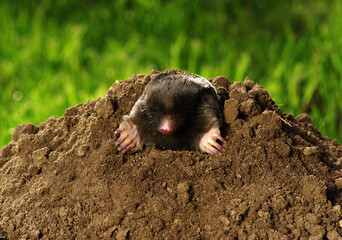 Mole crawling out of brown molehill - obrazy, fototapety, plakaty