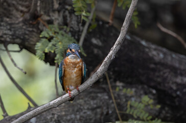 Common Kingfisher on the branch tree.