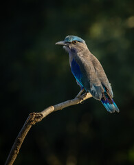 Indian Roller on the branch tree (Animal Portrait)