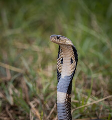 Fototapeta premium Monocled Cobra on the ground Animal portriat.