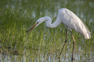 great blue heron