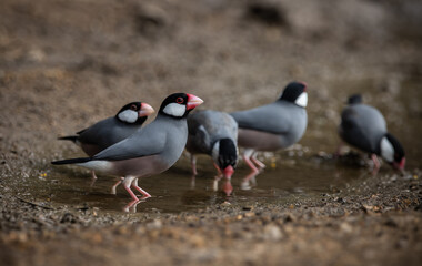 Java sparrow on the ground (Animal Portait)