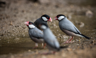 Java sparrow on the ground (Animal Portait)