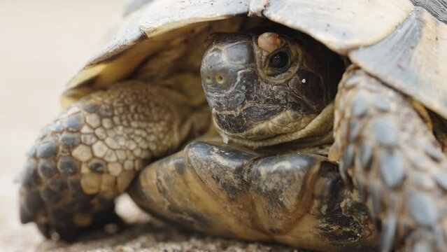 The turtle inside the shell moves its head up and down, close-up.
