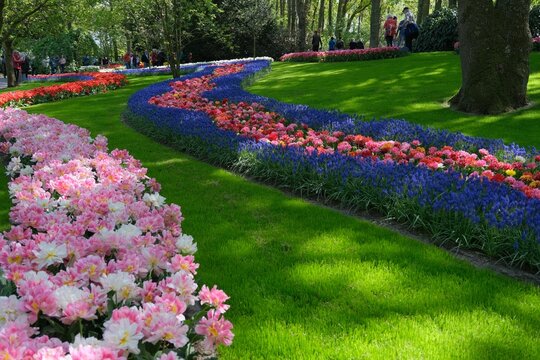 Beautiful garden with colorful flowers. Lisse, Netherlands.