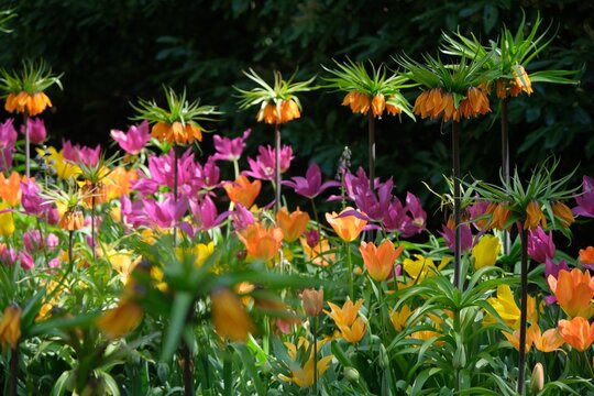 Closeup of colorful flowers in the garden. Lisse, Netherlands.