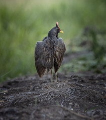 Watercock on the ground ( Animal Portrait )