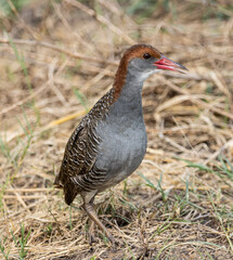 Slaty-breasted Rail on the ground close up shot.