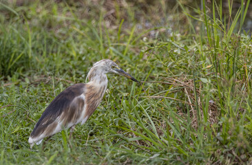 Chinese Pond-heron Close up shot Animal Portrait.