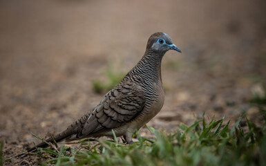 Zebra Dove on the ground ( Animal Portrait )