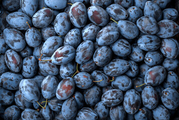Plum background. Fresh sweet plums