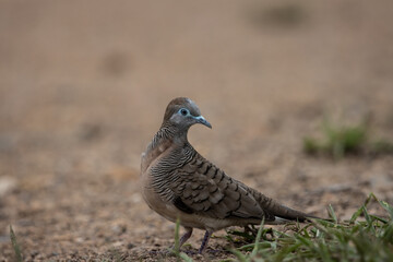 Zebra Dove on the ground ( Animal Portrait )