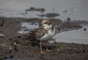 Little Ringed Plover on the Ground ( Animal Portrait )